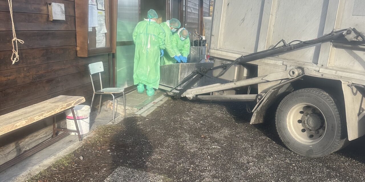 FEBBRE SUINA, DUE CASI SU CARCASSE CINGHIALI A VILLA MINOZZO