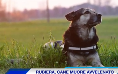CANE MUORE PER UN BOCCONE: NUOVO ALLARME POLPETTE AVVELENATE A RUBIERA (video Tg)