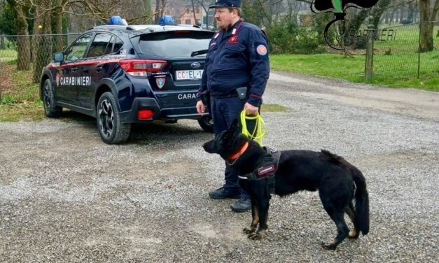 LUPI E UN CANE MORTO, ALLARME POLPETTE AVVELENATE NEL REGGIANO