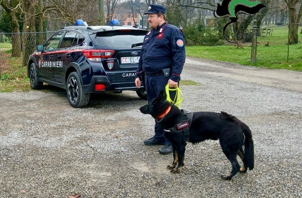 LUPI E UN CANE MORTO, ALLARME POLPETTE AVVELENATE NEL REGGIANO