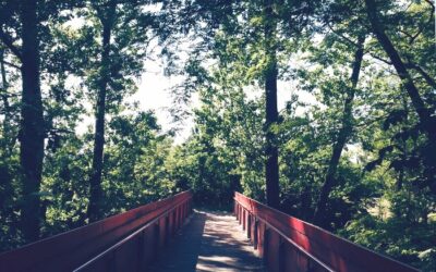 DOPO IL CROLLO, MONITORATE LE QUERCE ALLE ACQUE CHIARE