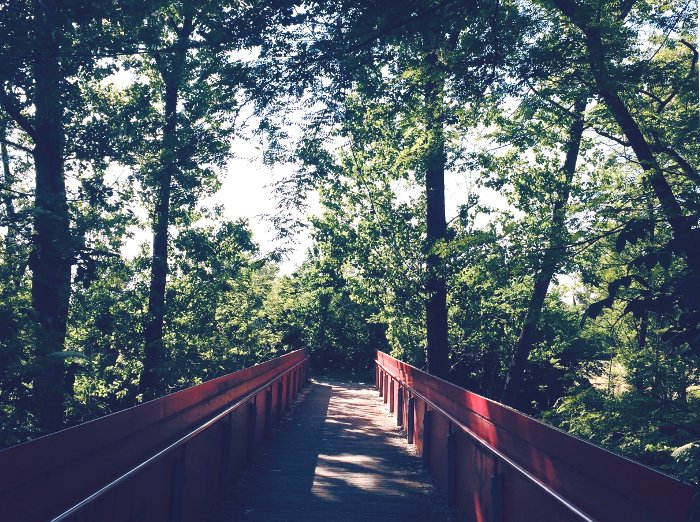 DOPO IL CROLLO, MONITORATE LE QUERCE ALLE ACQUE CHIARE