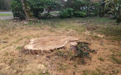 REGGIO. ABBATTUTO UN GRANDE PIOPPO IN VIA MARTIN LUTHER KING