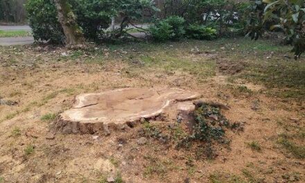 REGGIO. ABBATTUTO UN GRANDE PINO IN VIA MARTIN LUTHER KING