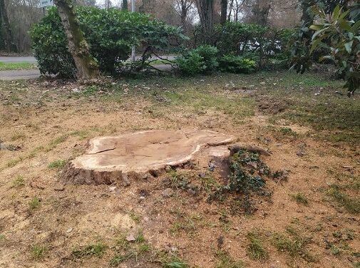 REGGIO. ABBATTUTO UN GRANDE PIOPPO IN VIA MARTIN LUTHER KING