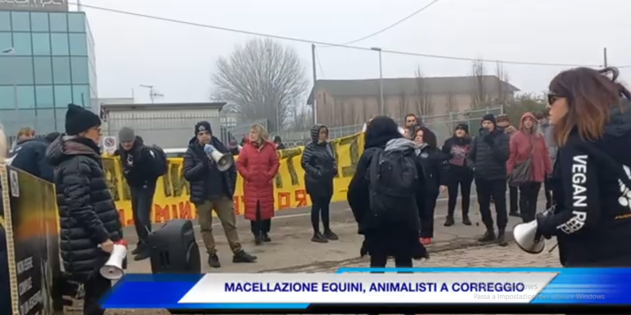 (VIDEO) MACELLAZIONE EQUINI, ANIMALISTI A CORREGGIO