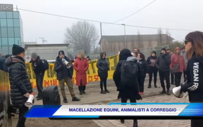 (VIDEO) MACELLAZIONE EQUINI, ANIMALISTI A CORREGGIO