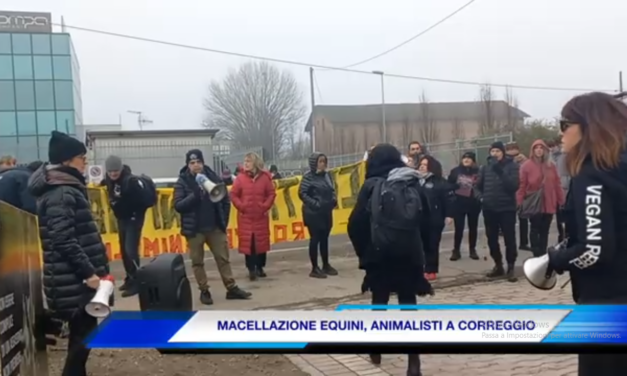 (VIDEO) MACELLAZIONE EQUINI, ANIMALISTI A CORREGGIO