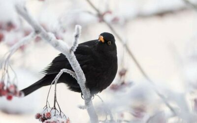 I GIORNI DELLA MERLA, SECONDO LA TRADIZIONE: I PIU’ FREDDI DELL’ANNO