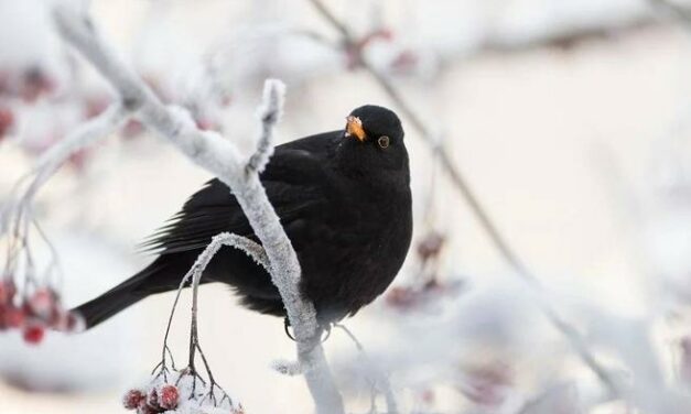 I GIORNI DELLA MERLA, SECONDO LA TRADIZIONE: I PIU’ FREDDI DELL’ANNO