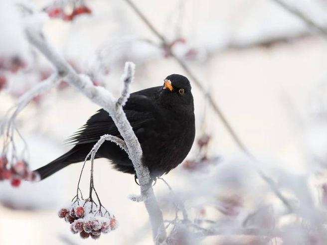 I GIORNI DELLA MERLA, SECONDO LA TRADIZIONE: I PIU’ FREDDI DELL’ANNO