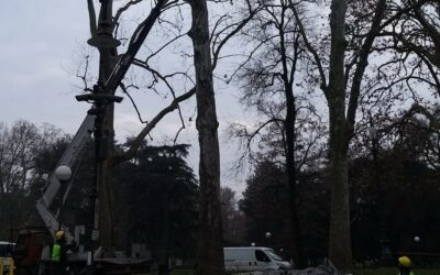 SONO A RISCHIO CROLLO, IL COMUNE ABBATTE 4 PLATANI AI GIARDINI PUBBLICI