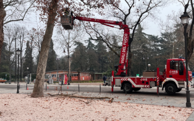 REGGIO, PIOVONO GROSSI RAMI DAGLI ALBERI IN VIALE ALLEGRI (video Tg)
