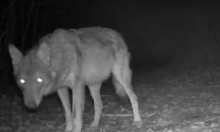 AUMENTO SEGNALAZIONI E UCCISIONI DI LUPI, ANCHE COL VELENO