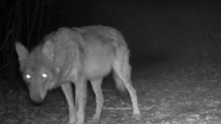 AUMENTO SEGNALAZIONI E UCCISIONI DI LUPI, ANCHE COL VELENO