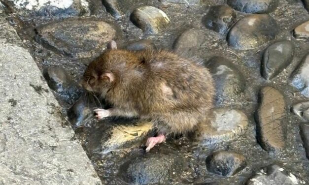 LA SEGNALAZIONE: TOPI MORTI NELLA ZONA DI CORSO GARIBALDI