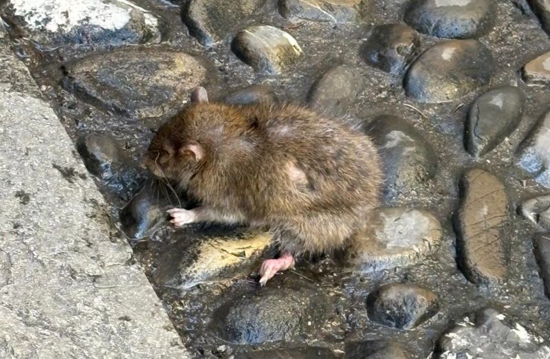 LA SEGNALAZIONE: TOPI MORTI NELLA ZONA DI CORSO GARIBALDI