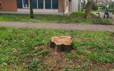 PELLINI: L’ORTO BOTANICO DEL LICEO MORO RIDOTTO A UNA TRISTEZZA