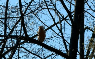 PARCO CAPRETTE: TUTTI COL NASO ALL’INSU’ PER IL SALVATAGGIO DI UN GATTO