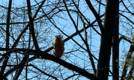PARCO CAPRETTE: TUTTI COL NASO ALL’INSU’ PER IL SALVATAGGIO DI UN GATTO