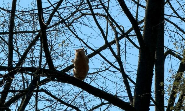 PARCO CAPRETTE: TUTTI COL NASO ALL’INSU’ PER IL SALVATAGGIO DI UN GATTO