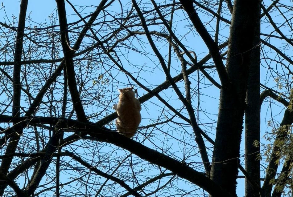 PARCO CAPRETTE: TUTTI COL NASO ALL’INSU’ PER IL SALVATAGGIO DI UN GATTO