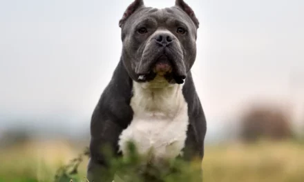 REGGIO. PITBULL VIOLENTO, AGGREDISCE UNA GIOVANE E IL SUO CANE IN ZONA TRIBUNALE