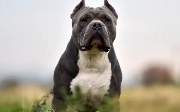 REGGIO. PITBULL AGGREDISCE UNA GIOVANE E IL SUO CANE IN ZONA TRIBUNALE