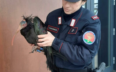 FORESTALI, 6000 ACCERTAMENTI NEL 2025