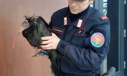 CARABINIERI FORESTALI, 6000 ACCERTAMENTI NEL 2025