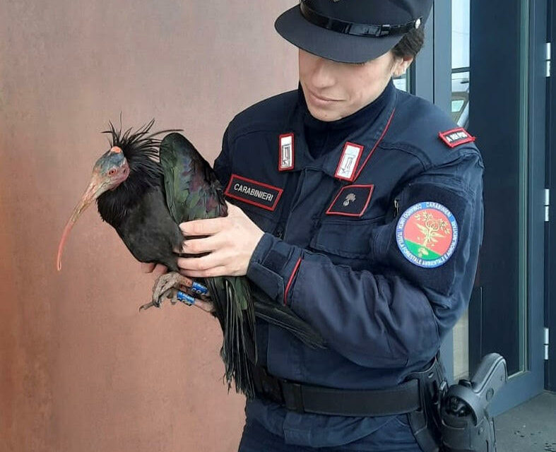 CARABINIERI FORESTALI, 6000 ACCERTAMENTI NEL 2025