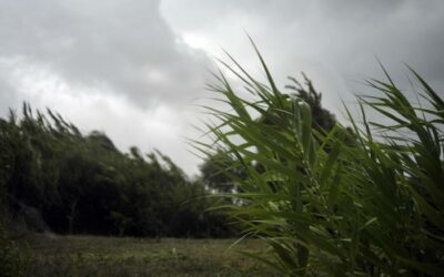 ALLERTA ARANCIONE PER VENTO FORTE SULL’APPENINO EMILIANO