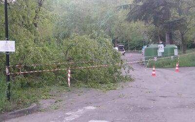 VEZZANO. TAGLIO PIANTE NEL PARCHEGGIO DELLA PINETINA
