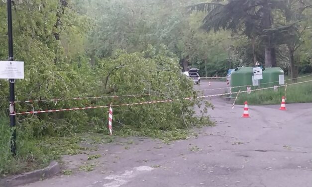 VEZZANO. TAGLIO PIANTE NEL PARCHEGGIO DELLA PINETINA