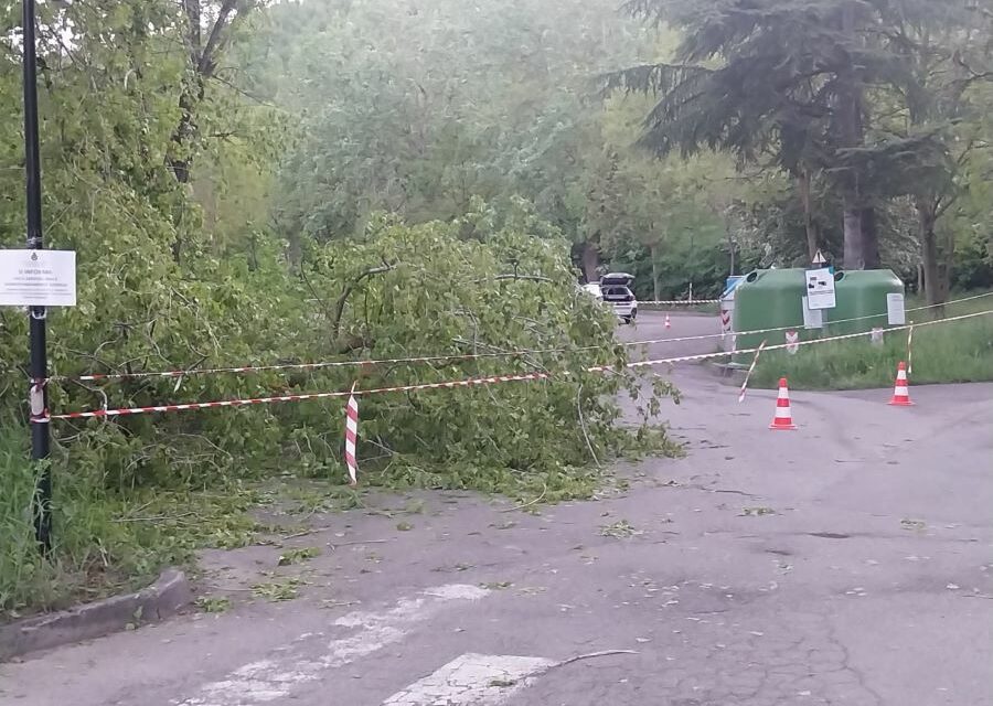 VEZZANO. TAGLIO PIANTE NEL PARCHEGGIO DELLA PINETINA