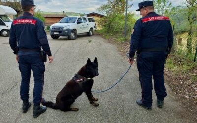 BOCCONI AL VELENO A VILLA MINOZZO, IN AZIONE IL CANE FREDDY