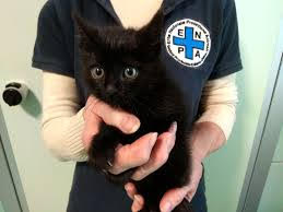 REGGIO. ENPA, UN PROGETTO BALIE PER GATTINI ORFANI