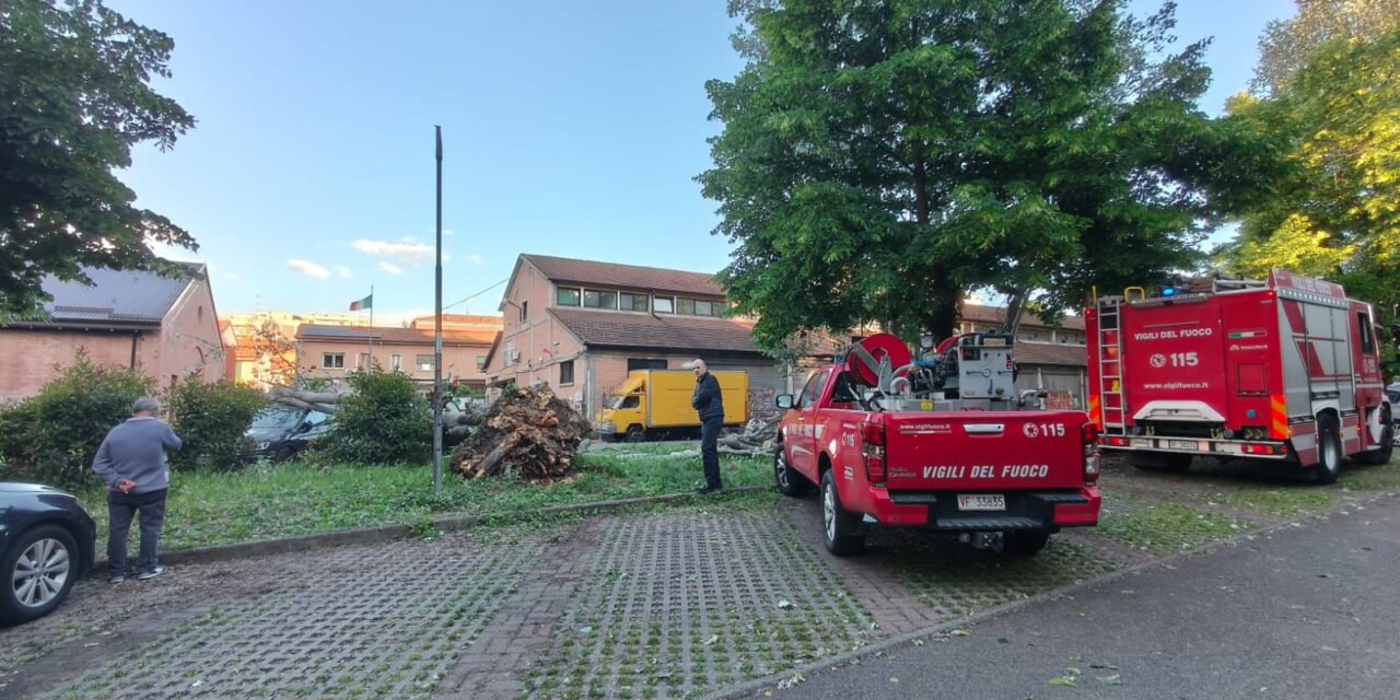 VENTO FORTE, ALBERI E RAMI PRECIPITATI IN CITTA’ E IN PROVINCIA