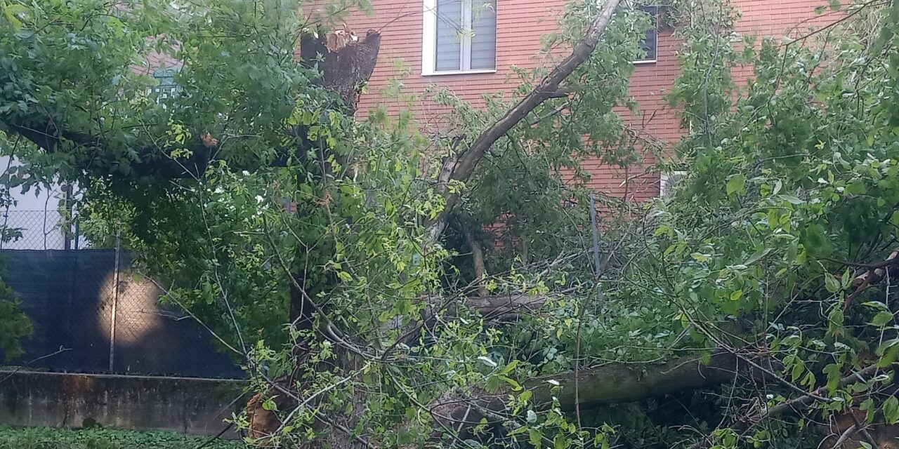 ALBERO PRECIPITA SU CASA, L’IRA DEI RESIDENTI