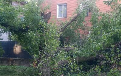 ALBERO PRECIPITA SU CASA, L’IRA DEI RESIDENTI