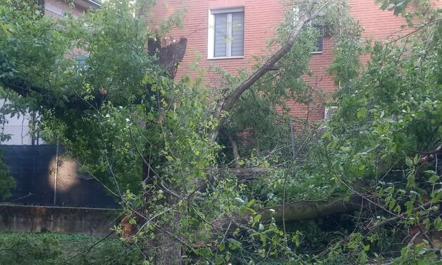 ALBERO PRECIPITA SU CASA, L’IRA DEI RESIDENTI