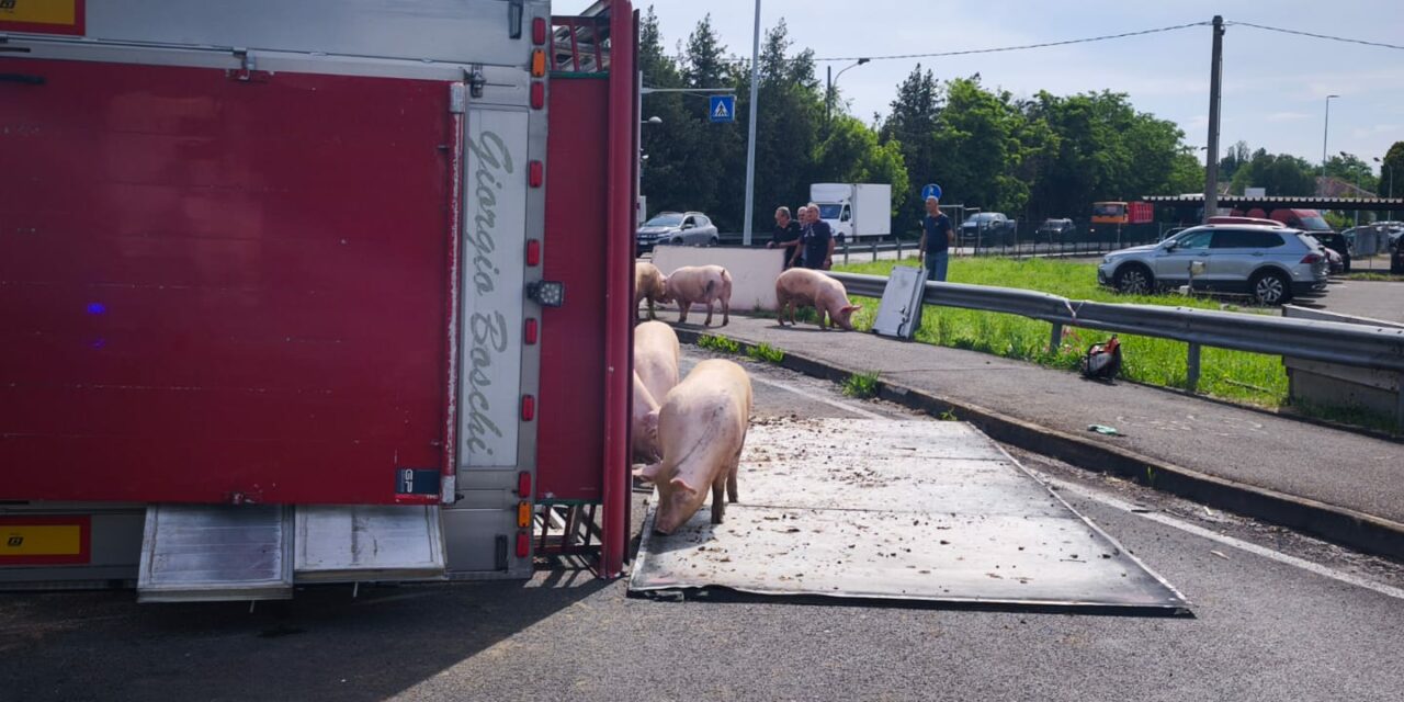 CALERNO, MAIALI IN STRADA DOPO CHE UN CAMION SI E’ RIBALTATO
