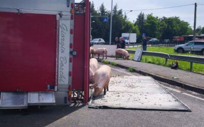 CALERNO, MAIALI IN STRADA DOPO CHE UN CAMION SI E’ RIBALTATO