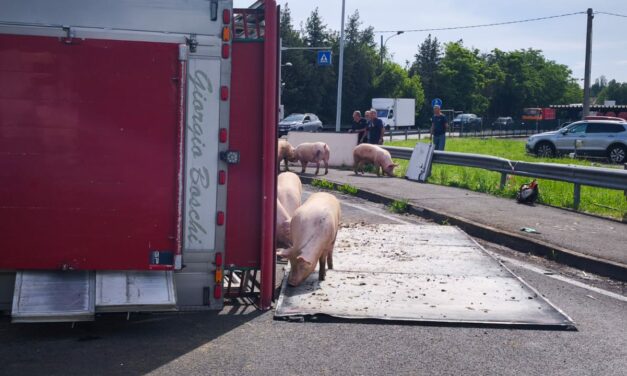 CALERNO, MAIALI IN STRADA DOPO CHE UN CAMION SI E’ RIBALTATO