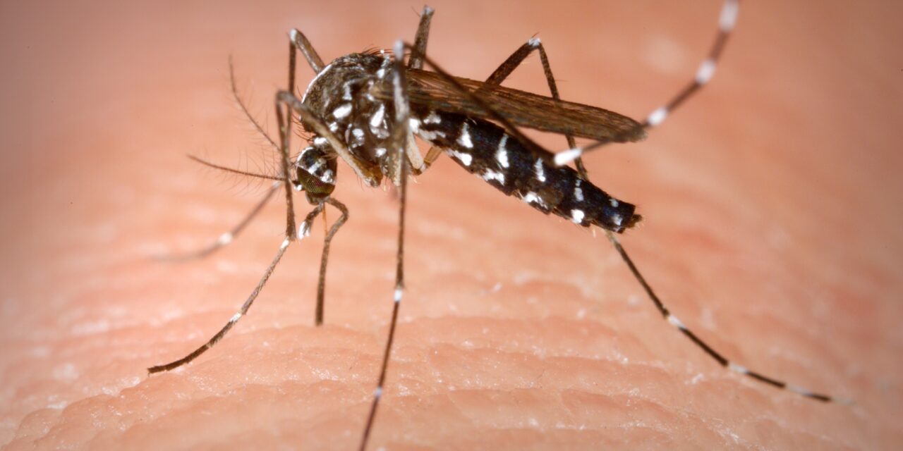 CHIKUNGUNYA, CASO SOSPETTO A MANCASALE. DISINFETTAZIONE NELLA NOTTE