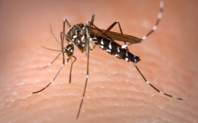 CHIKUNGUNYA, ALLARME RIENTRATO, IL CASO SOSPETTO E’ RISULTATO NEGATIVO