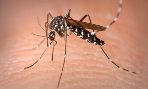 CHIKUNGUNYA, CASO SOSPETTO A MANCASALE. DISINFETTAZIONE NELLA NOTTE