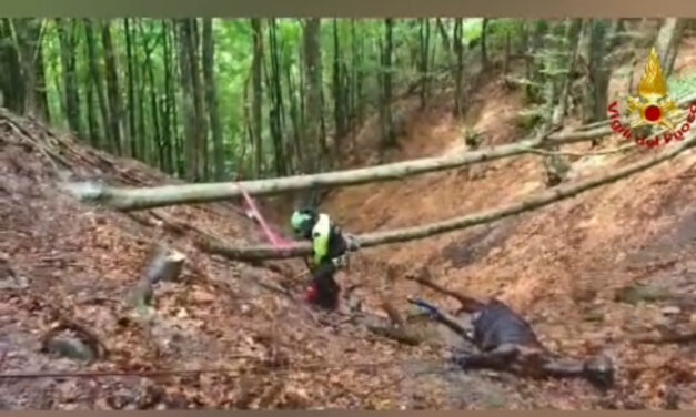 LIGONCHIO,  RECUPERATO IL CAVALLO NEL DIRUPO