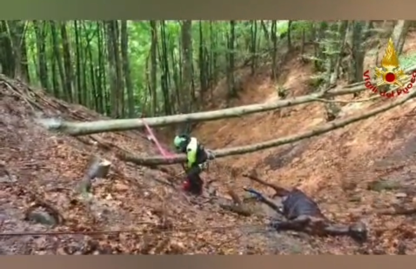 LIGONCHIO,  RECUPERATO IL CAVALLO NEL DIRUPO