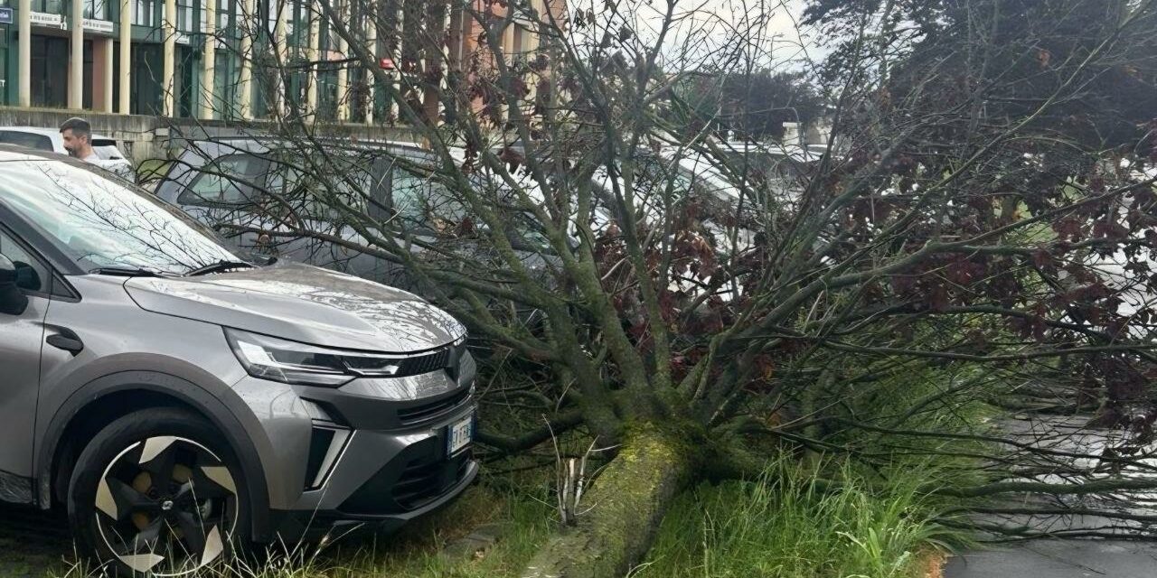 VENTO FORTE, ALBERI SRADICATI. FORTUNATAMENTE NON CI SONO FERITI